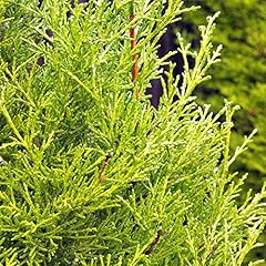 Gold leylandii fast for sale  Delivered anywhere in UK