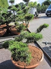 Pinus mugo formschnitt gebraucht kaufen  Wird an jeden Ort in Deutschland