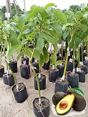 Hass avocado tree for sale  Delivered anywhere in USA 