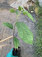 Year old pawpaw for sale  Delivered anywhere in USA 