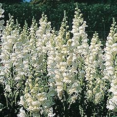 Antirrhinum majus royal for sale  Delivered anywhere in UK