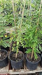 9eztropical star fruit for sale  Delivered anywhere in USA 
