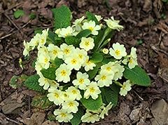 Primula vulgaris primel gebraucht kaufen  Wird an jeden Ort in Deutschland