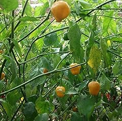 Rare organic oro usato  Spedito ovunque in Italia 