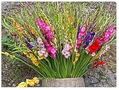 10x gladioli mix for sale  Delivered anywhere in UK
