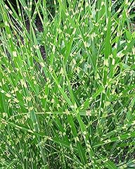 Miscanthus sinensis strictus for sale  Delivered anywhere in UK