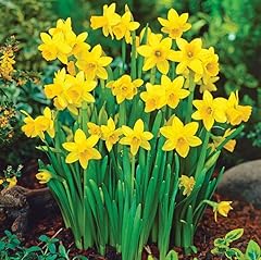 100 miniature daffodils for sale  Delivered anywhere in UK