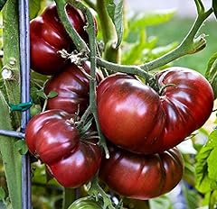Giant black krim for sale  Delivered anywhere in USA 
