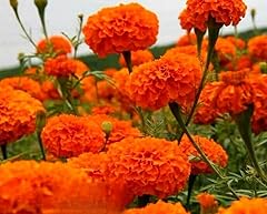 African marigold sierra for sale  Delivered anywhere in UK