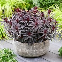 Yougarden euphorbia miner for sale  Delivered anywhere in UK