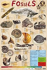 Educational fossils geology for sale  Delivered anywhere in UK