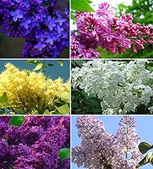 Mixed lilac tree for sale  Delivered anywhere in USA 