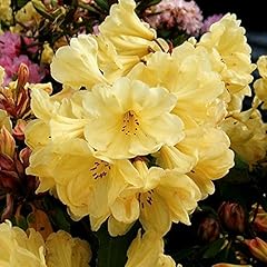 Rhododendron golden wonder for sale  Delivered anywhere in UK