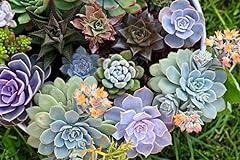 Echeveria seeds slender for sale  Delivered anywhere in UK