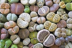 Lithops mixed seeds for sale  Delivered anywhere in UK