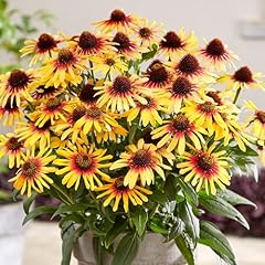 Echinacea sunseekers tequila for sale  Delivered anywhere in UK