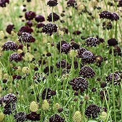 Scabious seeds ace for sale  Delivered anywhere in Ireland