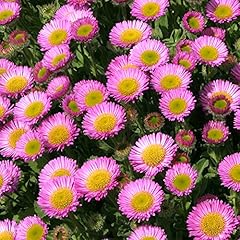 Erigeron seabreeze fleabane for sale  Delivered anywhere in UK