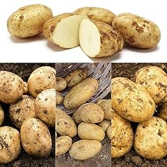 3kg seed potato for sale  Delivered anywhere in UK