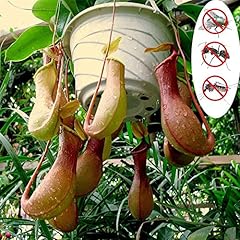 Benoon semi nepenthes for sale  Delivered anywhere in UK