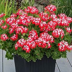 Geranium summer twist for sale  Delivered anywhere in Ireland