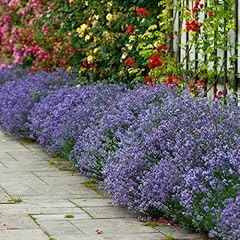 Garden english lavender for sale  Delivered anywhere in UK