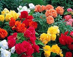 Votaniki begonia mix for sale  Delivered anywhere in USA 