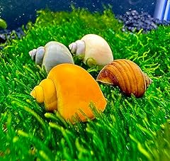 Aquaticmotiv mystery snails for sale  Delivered anywhere in USA 