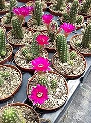 Portal cool chamaecereus usato  Spedito ovunque in Italia 