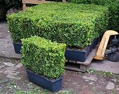 Buxus sempervirens mature for sale  Delivered anywhere in UK