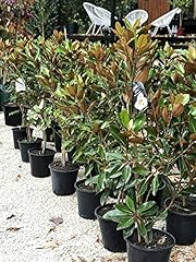 Magnolia grandiflora gallisoni usato  Spedito ovunque in Italia 