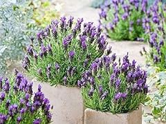 French lavender bandera for sale  Delivered anywhere in Ireland