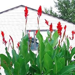 Canna lily roots for sale  Delivered anywhere in UK