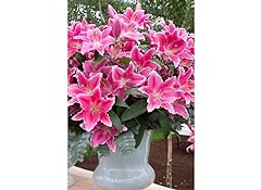 Lily bulbs lilies for sale  Delivered anywhere in UK
