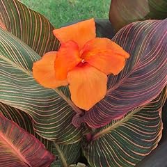 Cannas durban per for sale  Delivered anywhere in USA 