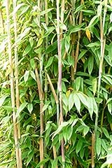 Bambus fargesia maasai gebraucht kaufen  Wird an jeden Ort in Deutschland