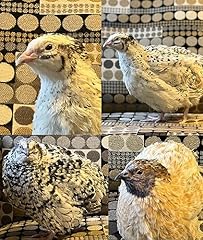 Jumbo coturnix quail for sale  Delivered anywhere in USA 