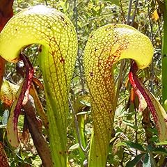 Darlingtonia californica seeds gebraucht kaufen  Wird an jeden Ort in Deutschland