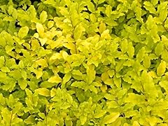 Pianta ligustrum lemon usato  Spedito ovunque in Italia 
