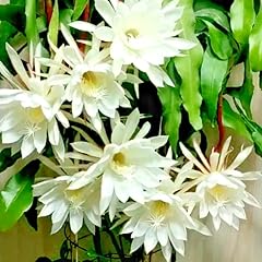 Night blooming epiphyllum for sale  Delivered anywhere in USA 