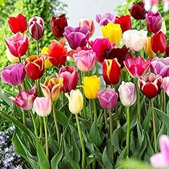 Tulpenzwiebeln gemischte farbe gebraucht kaufen  Wird an jeden Ort in Deutschland