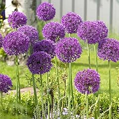 Giant allium purple for sale  Delivered anywhere in UK