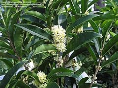 Fudingzhu tea olive for sale  Delivered anywhere in USA 
