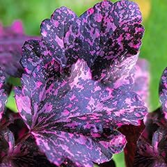 Heuchera midnight rose for sale  Delivered anywhere in UK