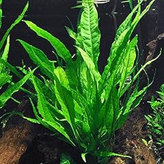 Java fern mature for sale  Delivered anywhere in USA 