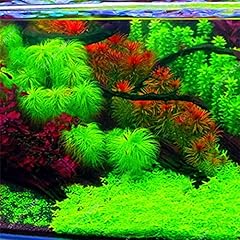Piante acquatiche acquario usato  Spedito ovunque in Italia 