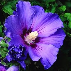 Rose sharon plant for sale  Delivered anywhere in USA 