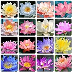 Mixed bowl lotus for sale  Delivered anywhere in USA 