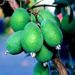 Seeds pineapple guava for sale  Delivered anywhere in USA 