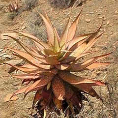 Aloe khamiesensis esotico usato  Spedito ovunque in Italia 